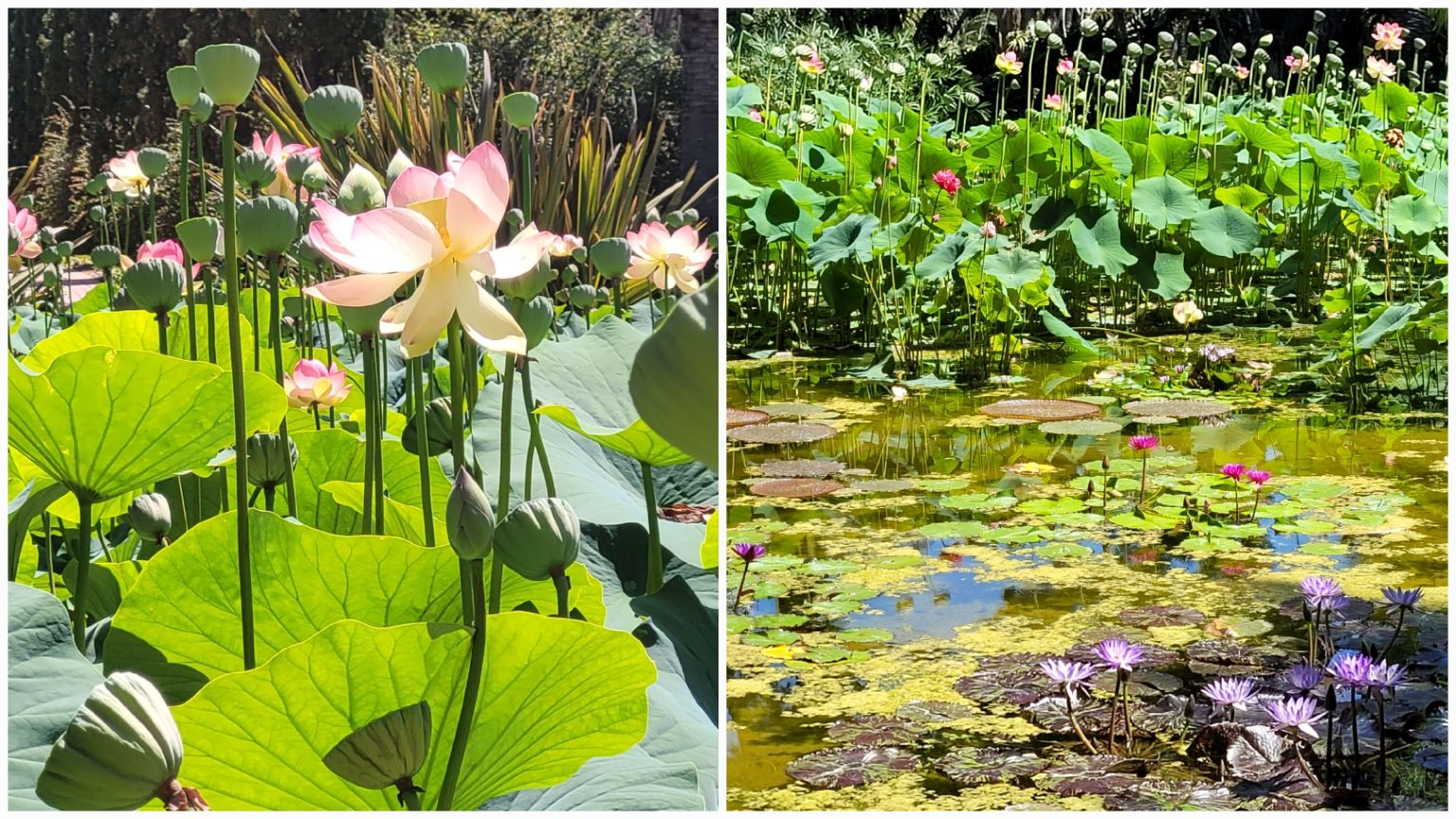 Beautiful lotuses and water lilies. (Photo by Ching Pan) 
美麗的蓮花與睡蓮。(攝影：潘青霞)