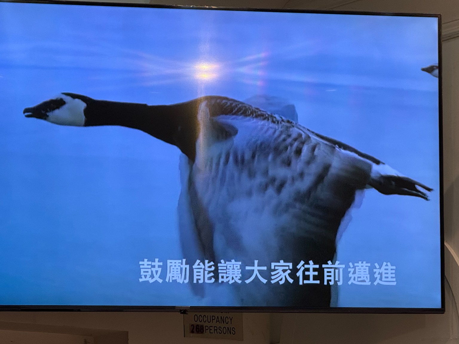 雁行理論-相互包容，相互扶持，行動一致，方向一致